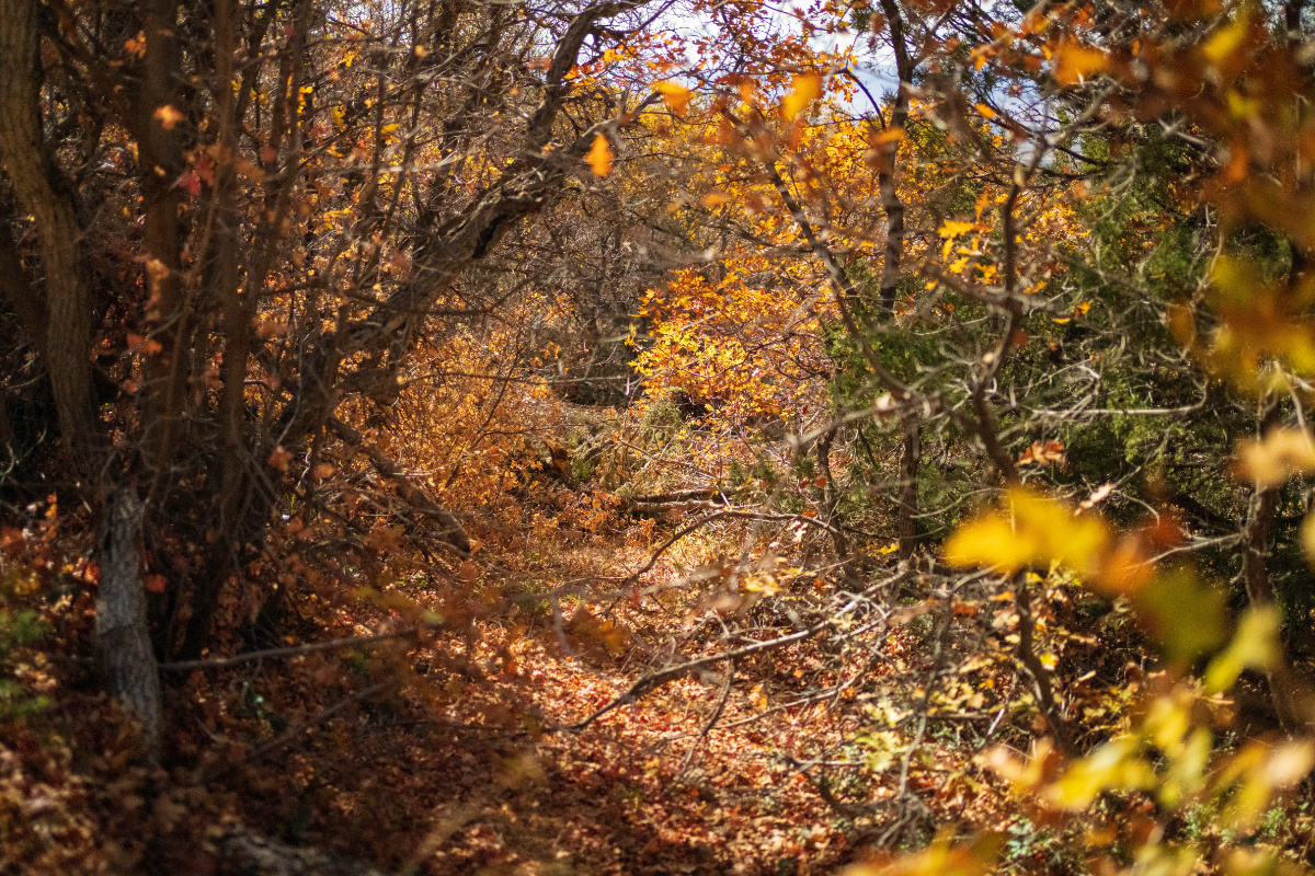 Parcel #51023 - Image 15
