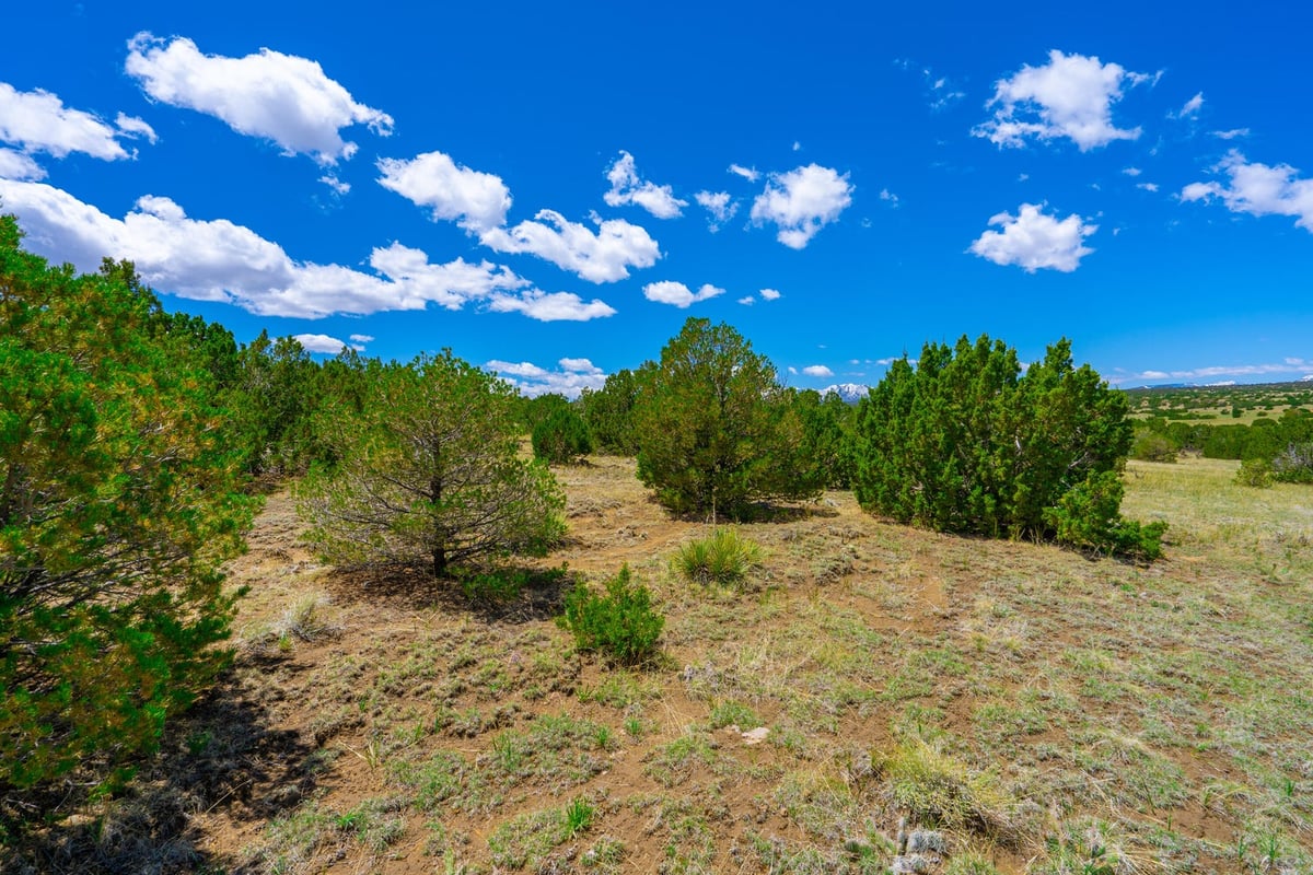 Parcel #33395119 - Image 5