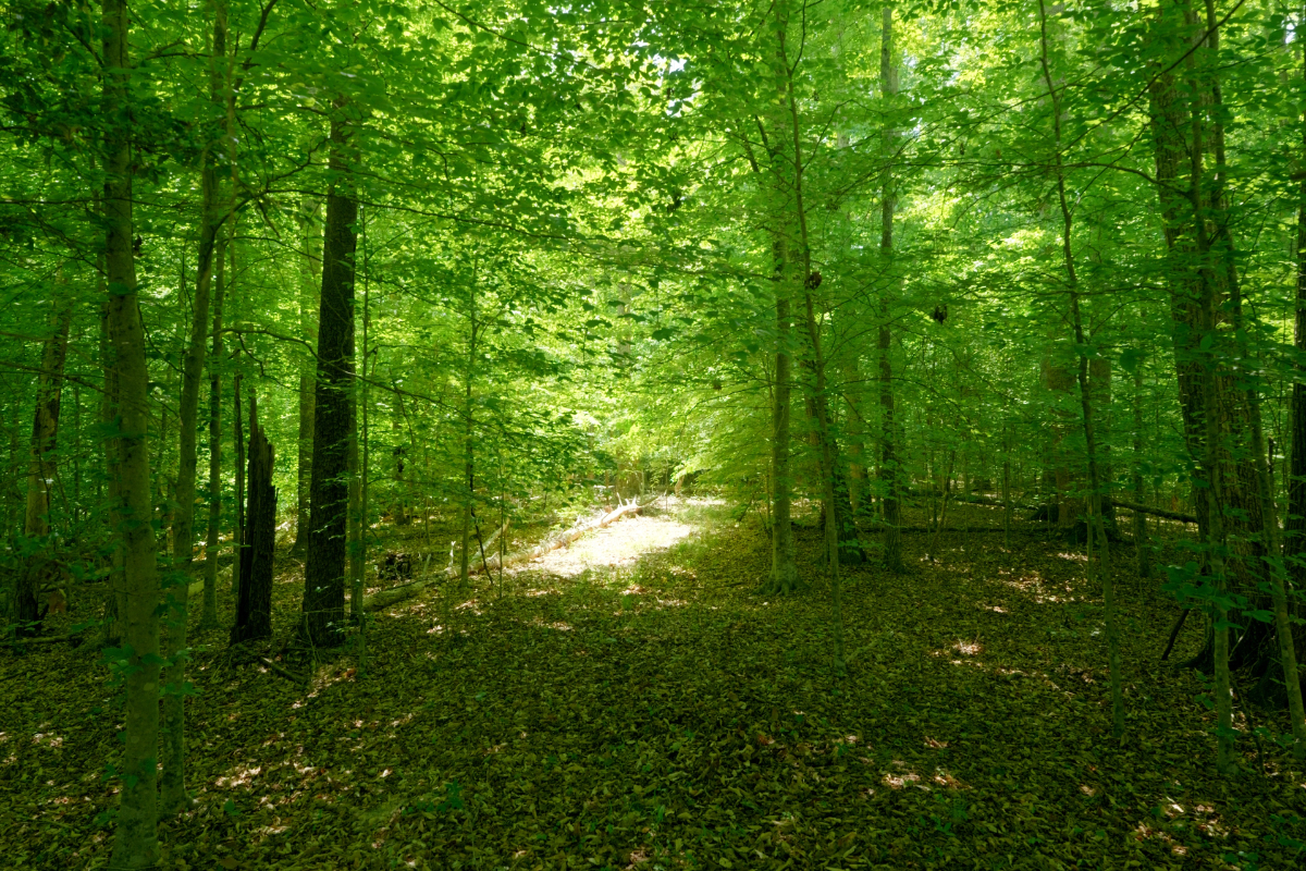 Parcel #5971-13-4558.000 (5971134558) - Lot 14 - Image 2